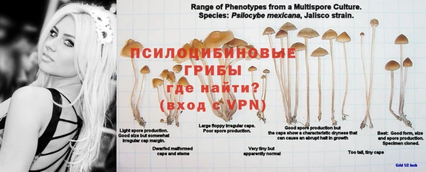 PSILOCYBIN Бородино